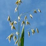 Avena sativa ফল