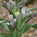 Iris capnoides Květ