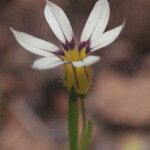 Sisyrinchium micranthum फूल