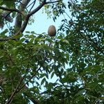 Swietenia mahagoni Іншае