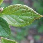 Cotoneaster obscurus Hoja