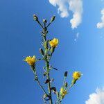 Hieracium inuloides Blomma