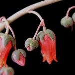 Echeveria moranii 花