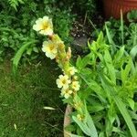 Sisyrinchium striatum Fleur