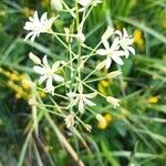 Ornithogalum pyrenaicumÇiçek