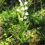 Cephalanthera longifolia Habitus