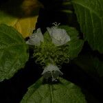 Varronia macrocephala Flower