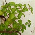 Dissotis rotundifolia Лист