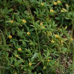 Stylosanthes hamata Flower