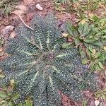 Echium asperrimum Leaf