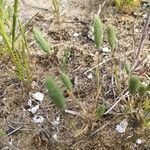 Phleum arenarium Blatt