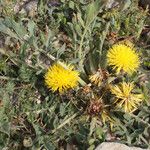 Centaurea acaulis Hábito