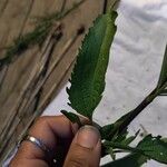 Eupatorium serotinum Deilen