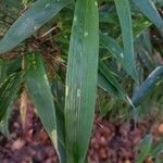 Phyllostachys sulphurea Folha