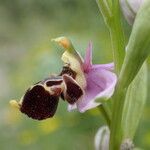 Ophrys scolopax Кветка