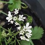 Coriandrum sativum Λουλούδι