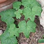 Pelargonium transvaalense Leaf