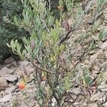 Osyris lanceolata Leaf