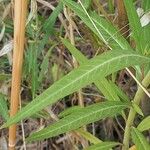 Gomphocarpus physocarpus Blatt