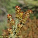 Anabasis articulata Ostatní