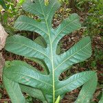 Artocarpus altilis (Parkinson) FosbergBlad