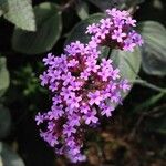 Verbena bonariensis Цвят