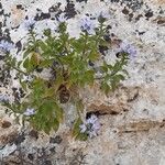 Campanula isophylla Flower