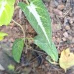Syngonium wendlandii Leht
