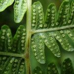 Thelypteris bergiana Leaf