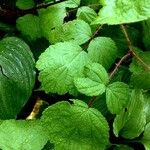 Rubus phoenicolasius Likasa