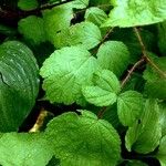 Rubus phoenicolasius Folha