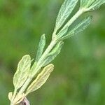 Helianthemum salicifolium Likasa
