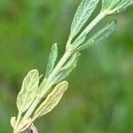 Helianthemum salicifolium Hoja