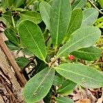 Ficus concinna Leaf