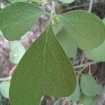 Adenia fruticosa Yaprak