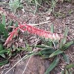 Gasteria disticha Flower