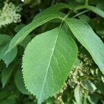 Sambucus canadensis Leaf