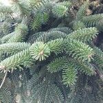 Abies numidica ഇല