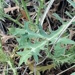 Eryngium amethystinum Ліст