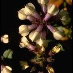 Collinsia corymbosa Fleur