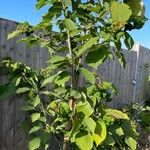 Prunus avium Folha