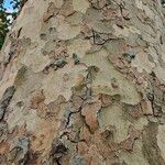 Platanus × hispanica Bark