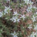 Arenaria aggregata Flor