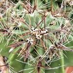 Ferocactus emoryi Leaf