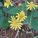 Hieracium murorum花