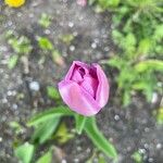 Tulipa gesneriana Flower