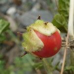 Solanum sisymbriifolium Plod