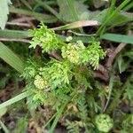 Lepidium didymum Vekstform