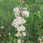 Conyza bonariensis 花