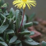Carruanthus ringens Flower
